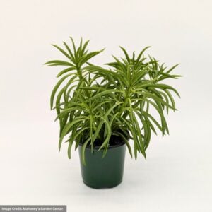 Peperomia – Happy Bean – 4″ Pot