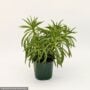 Peperomia – Happy Bean – 4″ Pot
