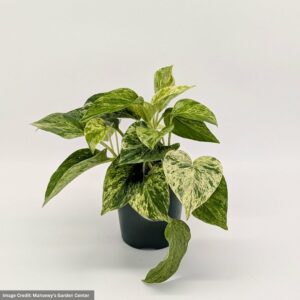 Marble Queen Pothos