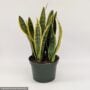 Snake Plant (Sansevieria) – Laurentii – 10″ Pot