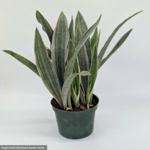 Sayuri Snake Plant