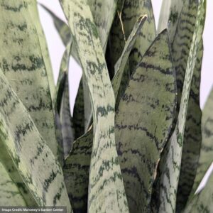 Zeylanica Snake Plant