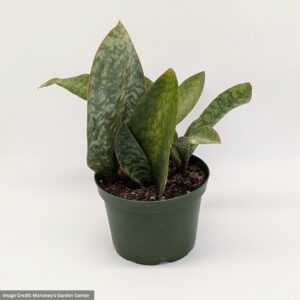 Whalefin Snake Plant