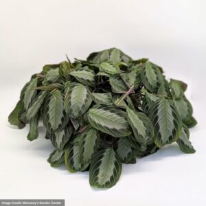 Prayer-Plant-Maranta leuconeura – Silver Band – 4″ Pot