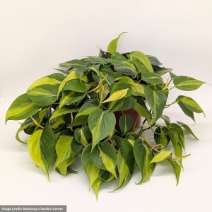 Philodendron hederaceum – Brasil – 4″ Pot