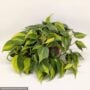 Philodendron hederaceum – Brasil – 4″ Pot