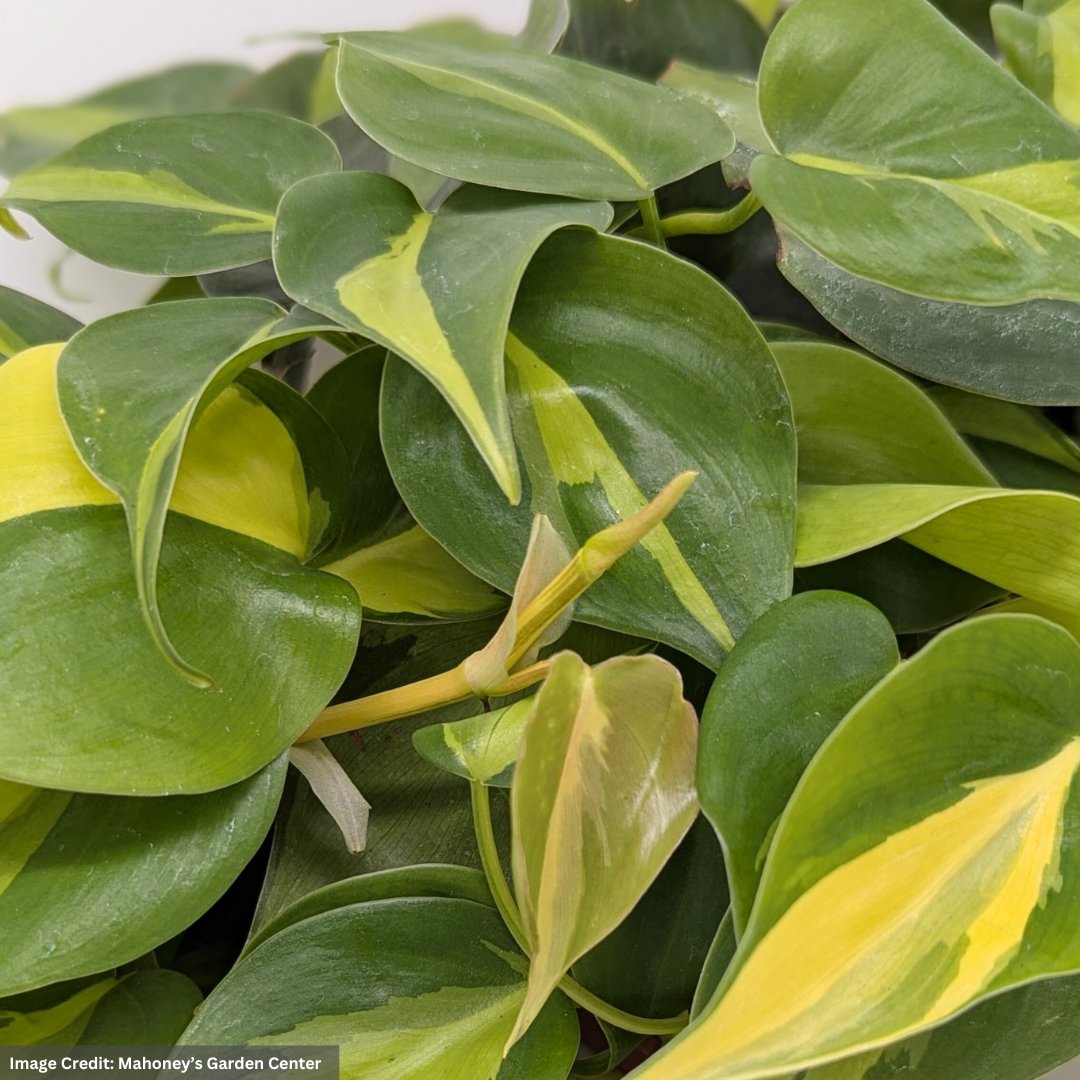 Philodendron hederaceum - Brasil - 4" Pot | Mahoney's Garden Center