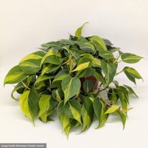 Philodendron Brasil