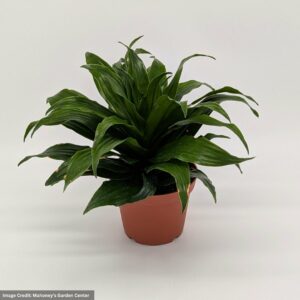 Dracaena – Janet Craig – 4″ Pot