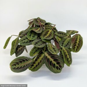 Prayer Plant (Maranta) – Red – 4″ Pot