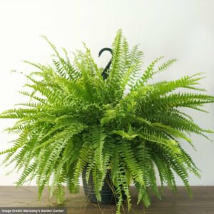 Fern – Boston – 4″ Pot