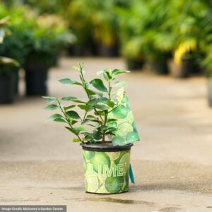 Lime Tree – Persian – #1 Container