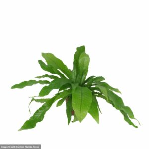 Fern – Crocodile – 6″ Pot