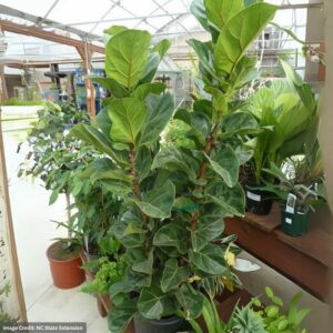 Ficus (Fiddle Leaf Fig) – Lyrata – 10″ Pot