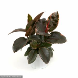 Ficus Elastica – Ruby – 6″ Pot