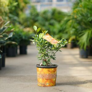 Calamondin Tree – #3 Container