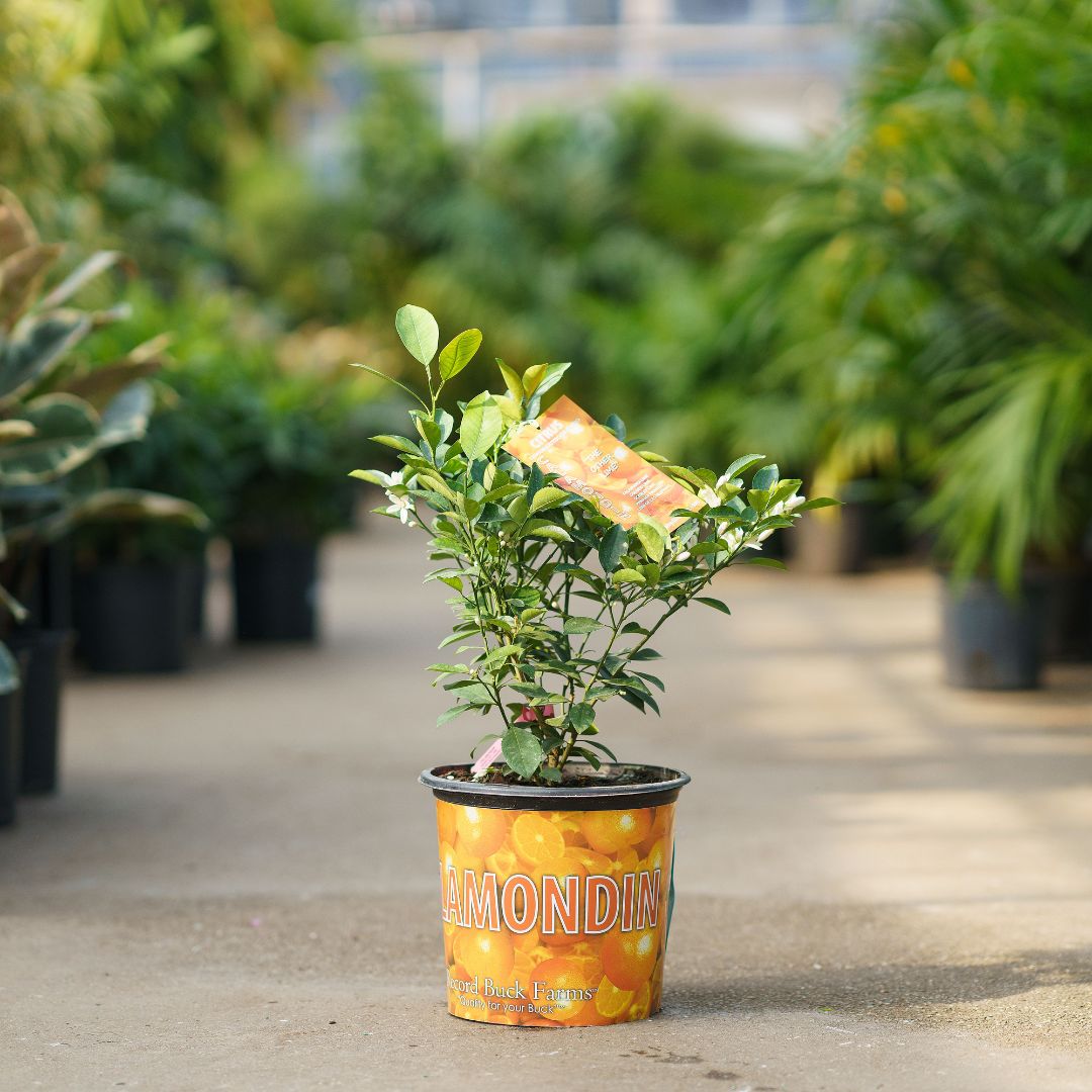 Calamondin Tree - #3 Container | Mahoney's Garden Center