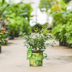 Key Lime Tree – Limequat – #3 Container