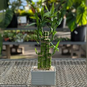 Lucky Bamboo – Small