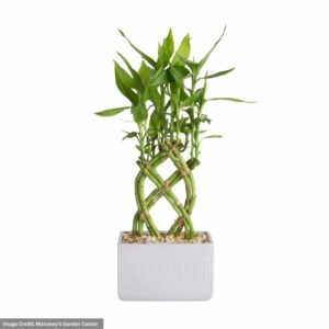 Lucky Bamboo – Twist – 1″ Pot