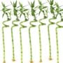 Lucky Bamboo Twist – Single – 1″