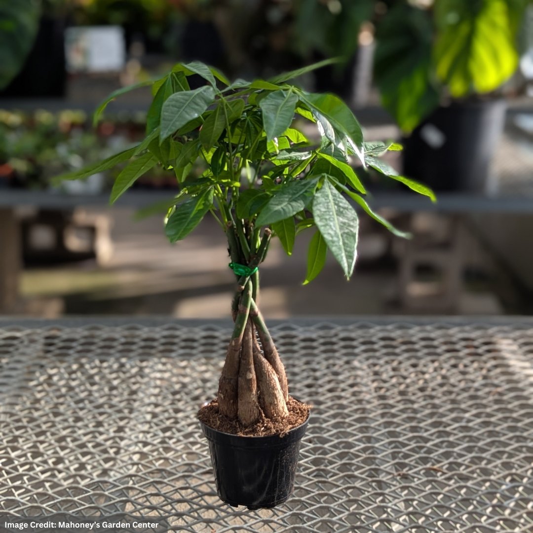 Money Tree - Pachira Braid - 4" Pot | Mahoney's Garden Center
