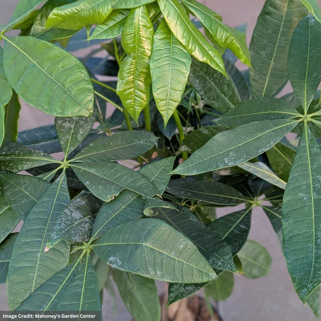 Money Tree - Pachira Braid - 4" Pot | Mahoney's Garden Center