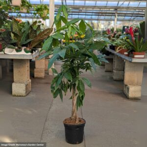 Money Tree – Pachira Braid – 8″ Pot