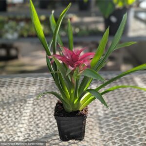 Bromeliad – Guzmania – 4″ Pot