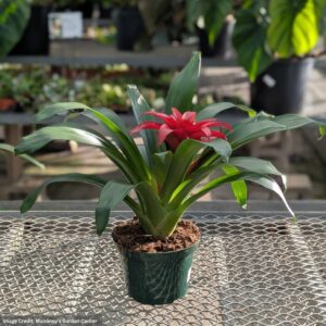 Bromeliad – Guzmania – 6″ Pot