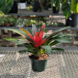 Bromeliad – Neoregelia – 6″ Pot