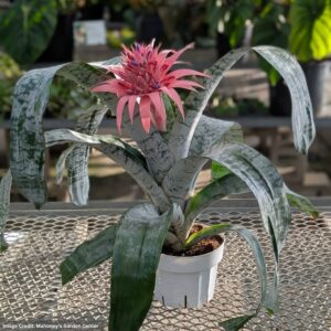 Bromeliad – Aechmea Fasciata – 6″ Pot