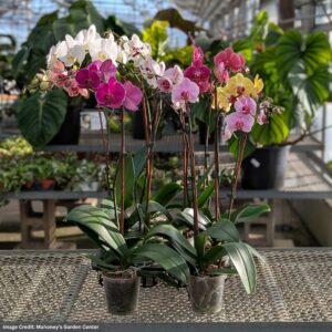 Orchid – 4″/5″ Pot