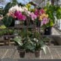 Orchid – 4″/5″ Pot