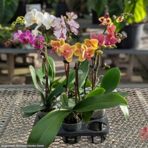 Orchid – Mini Pot