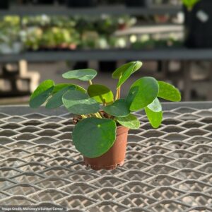 Chinese Money Plant (Pilea Peperomide) – 2.5″ Pot