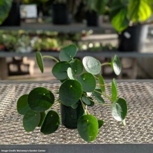 Chinese Money Plant (Pilea Peperomide) – 4″ Pot