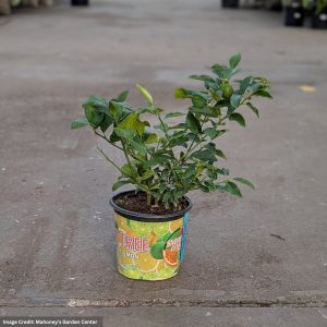 Cocktail Bush – Lemon & Lime – #1 Container