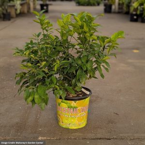 Cocktail Bush – Lemon & Lime – #3 Container
