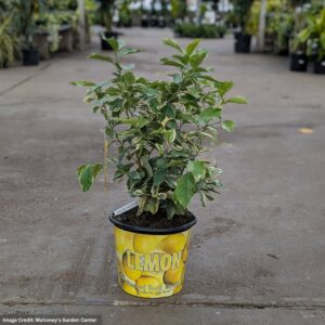 Lemon Tree – Variegated Pink – #3 Container