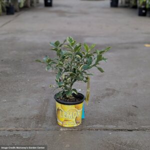 Variegated Pink Lemon Tree