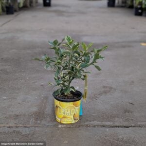 Lemon Tree – Variegated Pink – #1 Container