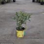 Lemon Tree – Variegated Pink – #1 Container