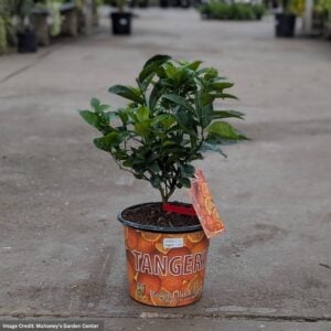 Tangerine Tree – Murcott – #3 Container