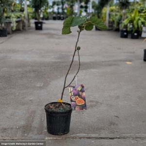 Fig Tree – #1 Container