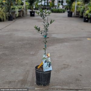 Olive Tree – #1 Container