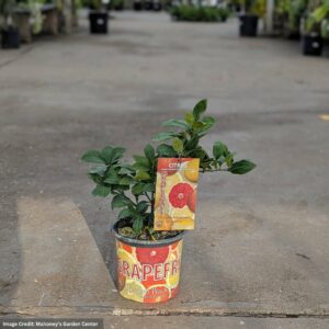 Grapefruit Tree – Ruby Red – #1 Container