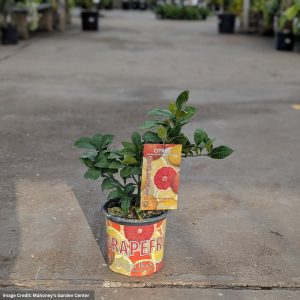 Grapefruit Tree – Ruby Red – #1 Container