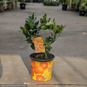 Orange Tree – Navel – #3 Container