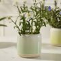 Skyway Pot - Green/White - 5.25"